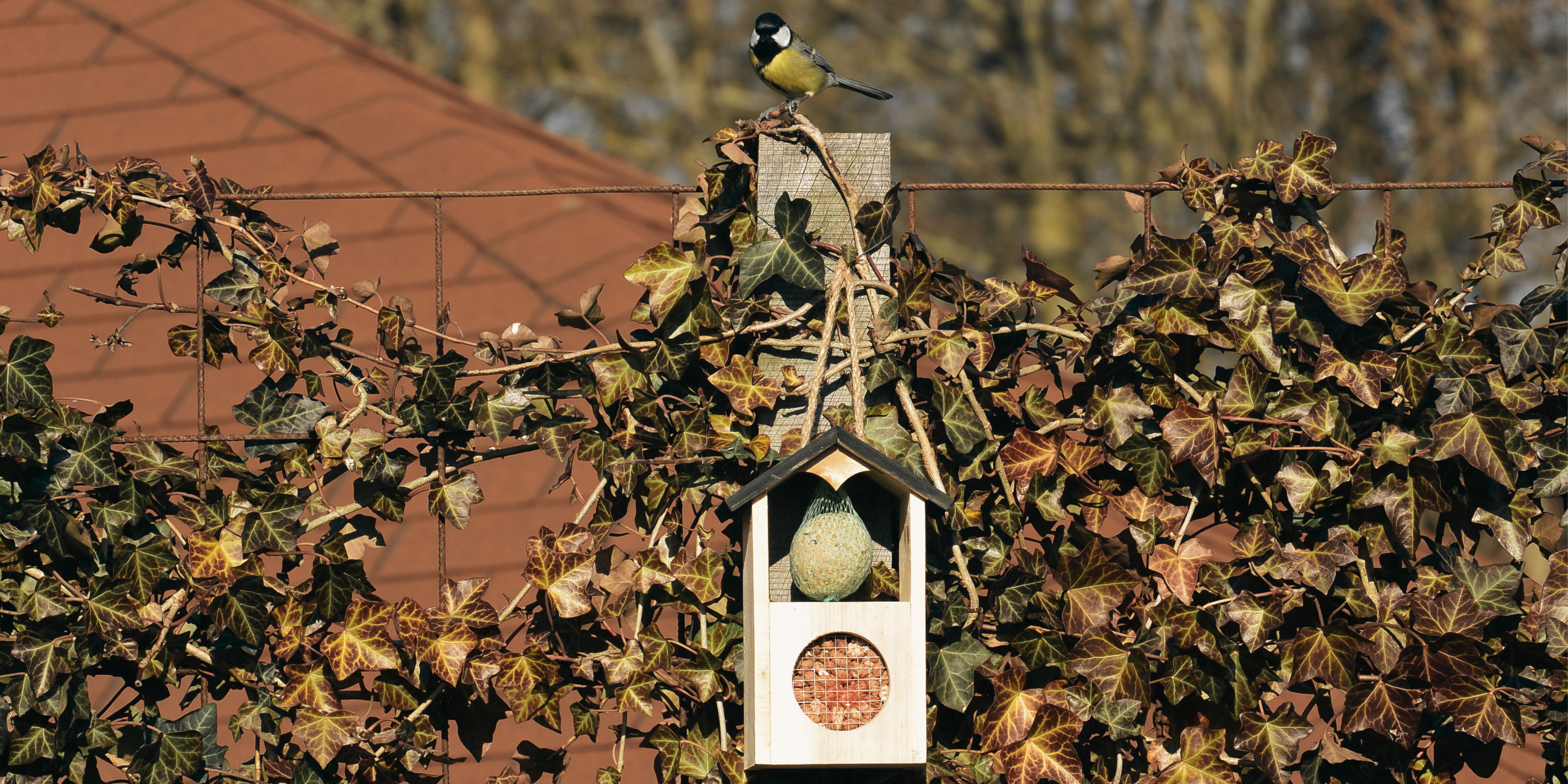 Nieuw: Vogelvoerhuisjes van SeeddeeS®